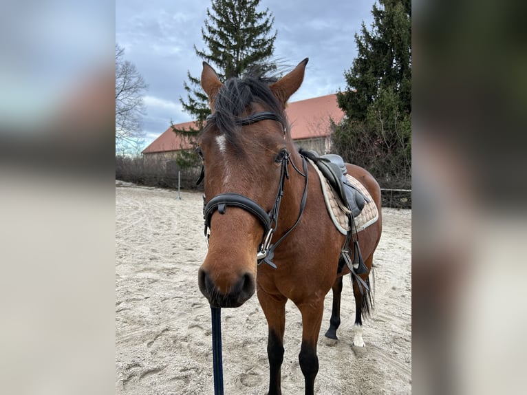 Koń małopolski Wałach 5 lat 160 cm Gniada in Żółkiewka