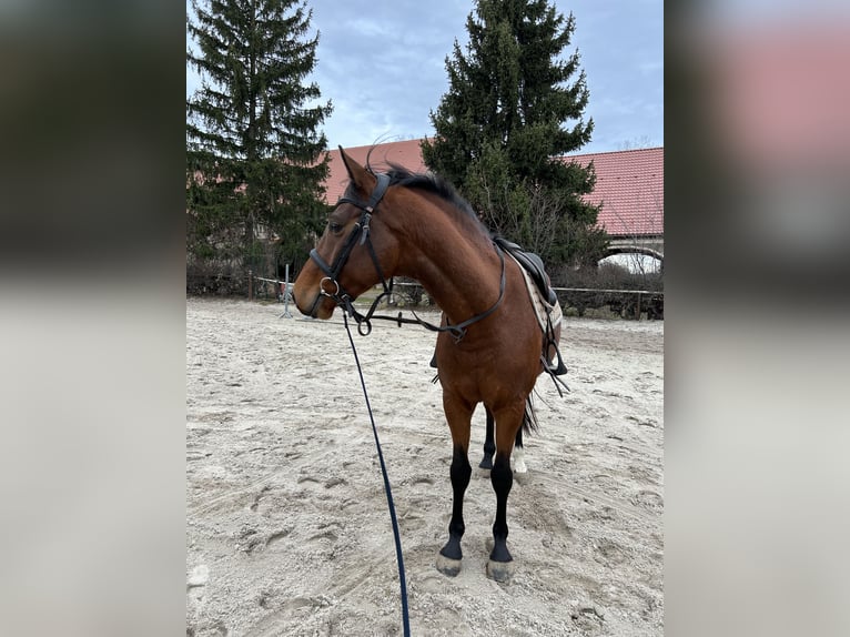 Koń małopolski Wałach 5 lat 160 cm Gniada in Żółkiewka