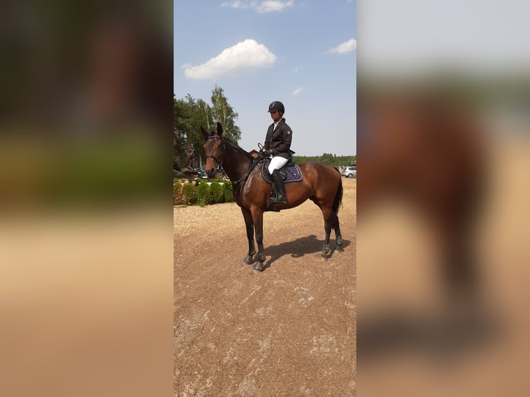 Koń małopolski Klacz 12 lat 173 cm Gniada in Słupsk