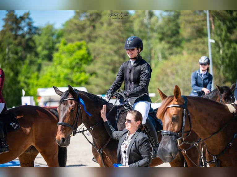 Koń małopolski Klacz 12 lat 173 cm Gniada in Słupsk