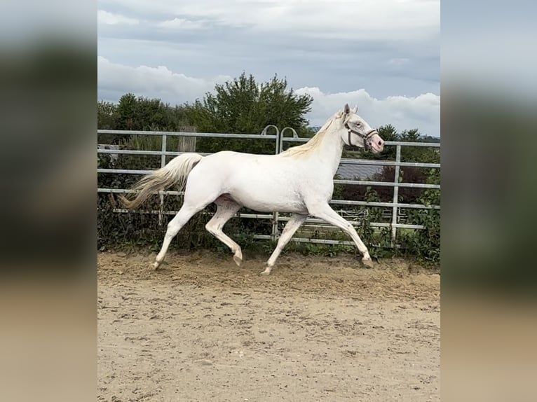 Koń małopolski Klacz 3 lat 161 cm Tarantowata in Waiblingen