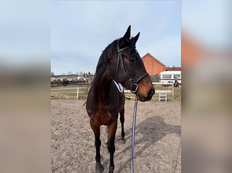 Koń małopolski Klacz 4 lat 170 cm Skarogniada in Nowe polichno