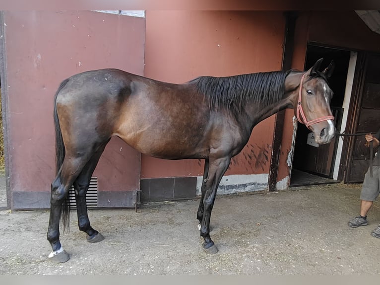 Koń małopolski Klacz 7 lat 168 cm Gniada in woj. Mazowieckie