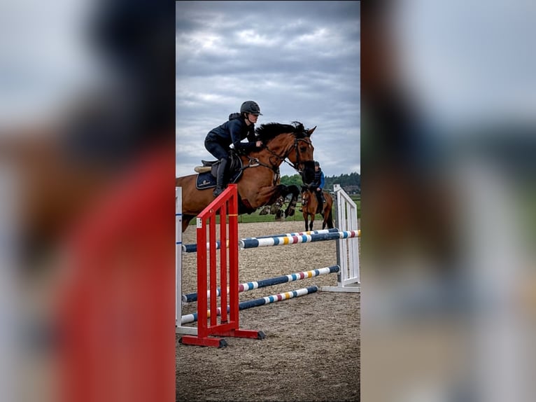 Koń małopolski Klacz 9 lat 162 cm Gniada in Rudki Huby