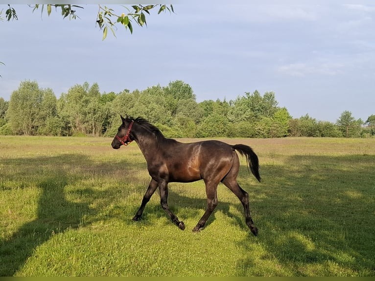 Koń małopolski Ogier 1 Rok 155 cm Siwa in D&#x119;blin