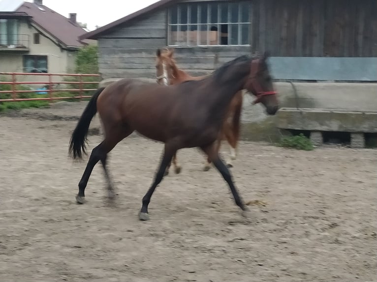 Koń małopolski Ogier 3 lat 162 cm Gniada in Chodów