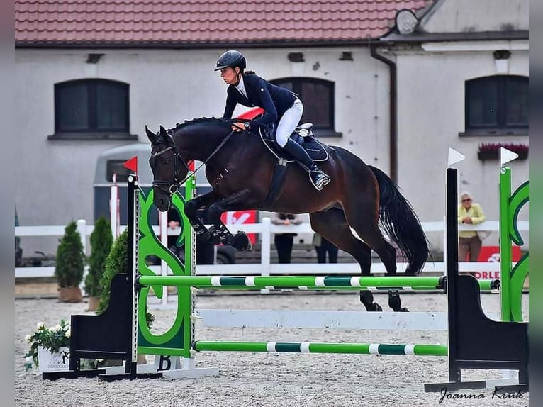 Koń małopolski Ogier Ciemnogniada in Wysokie
