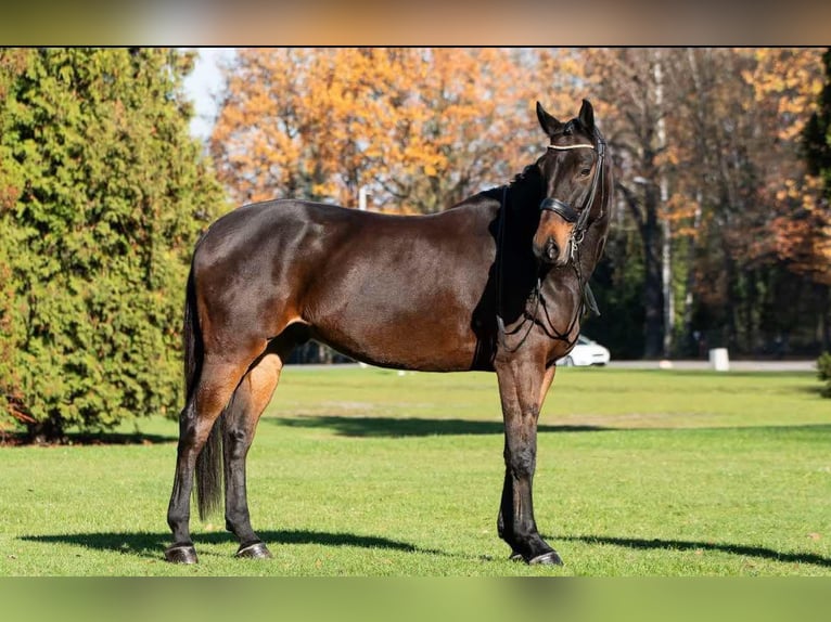 Koń małopolski Wałach 10 lat 175 cm Gniada in sOSNOWIEC