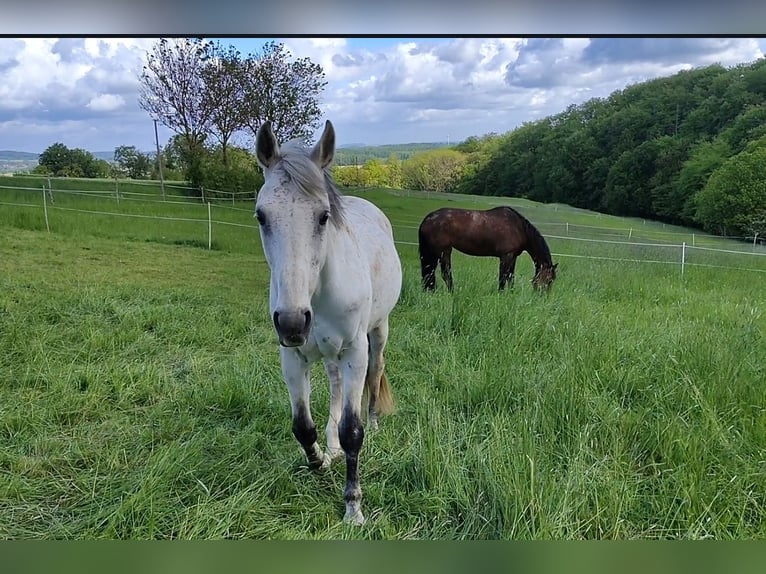 Koń małopolski Wałach 11 lat 162 cm Siwa in Vechta