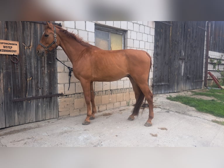 Koń małopolski Wałach 11 lat 166 cm Kasztanowata in Krasnystaw