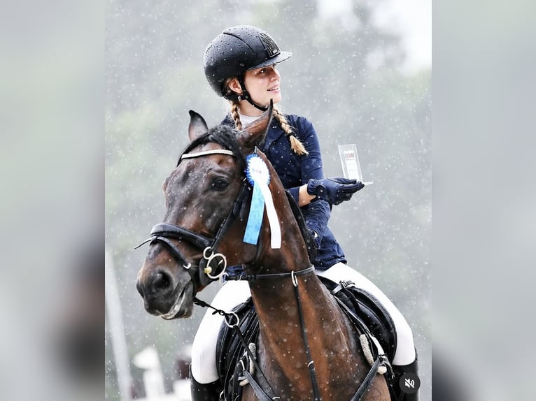 Koń małopolski Wałach 15 lat 175 cm Ciemnogniada in Józefin