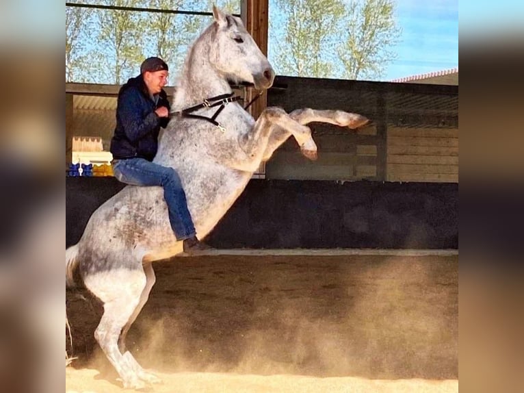 Koń małopolski Wałach 17 lat 155 cm Siwa w hreczce in Augsburg
