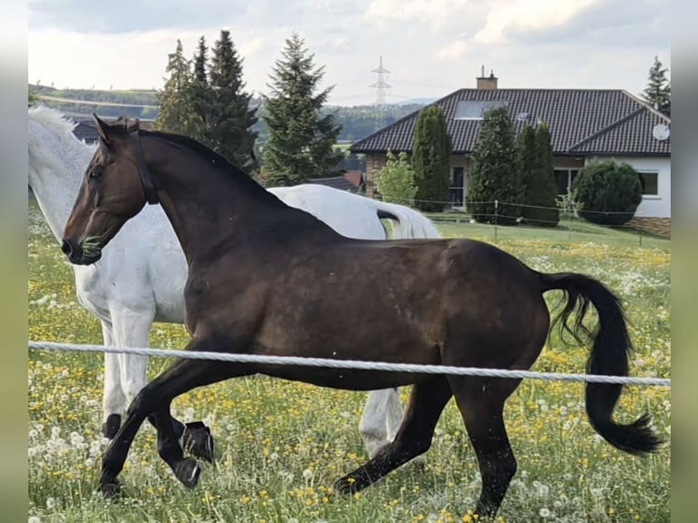 Koń małopolski Wałach 20 lat 163 cm Gniada in Weidhausen bei Coburg