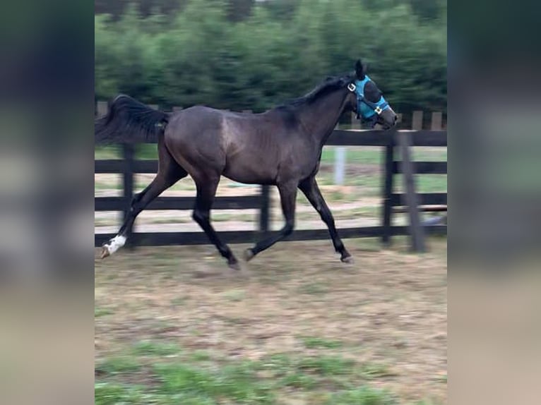Koń małopolski Wałach 3 lat 155 cm Siwa in &#x17B;yrard&#xF3;w