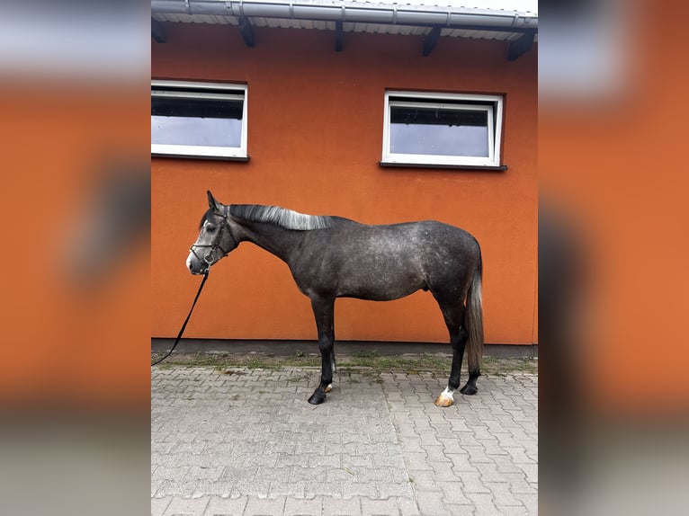 Koń małopolski Wałach 3 lat 164 cm Siwa in Śrem