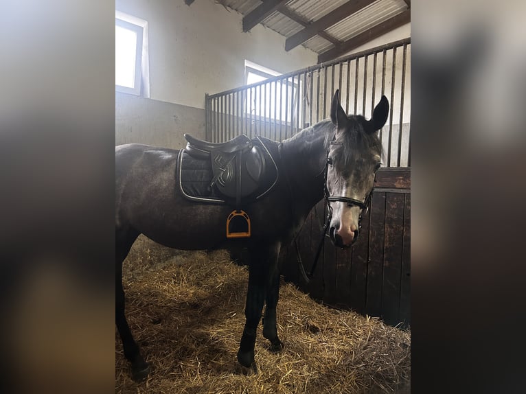 Koń małopolski Wałach 3 lat 164 cm Siwa in Śrem