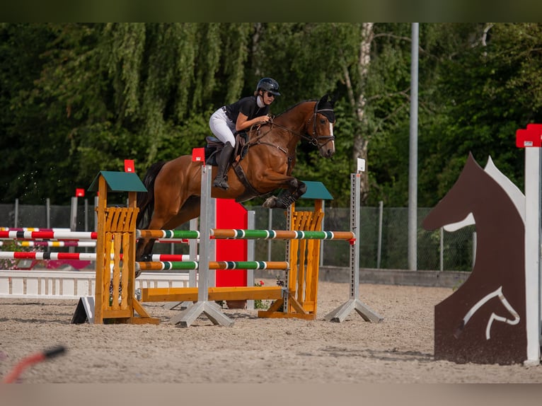 Koń małopolski Wałach 7 lat 165 cm Gniada in Bad Schussenried