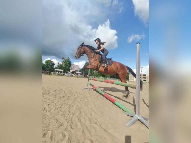 Koń małopolski Wałach 8 lat 166 cm Gniada in Malbork
