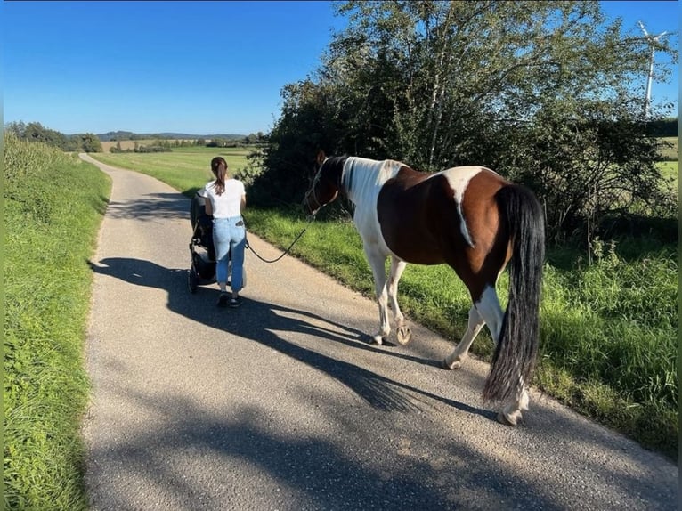Koń małopolski Wałach 9 lat 155 cm Srokata in Deining