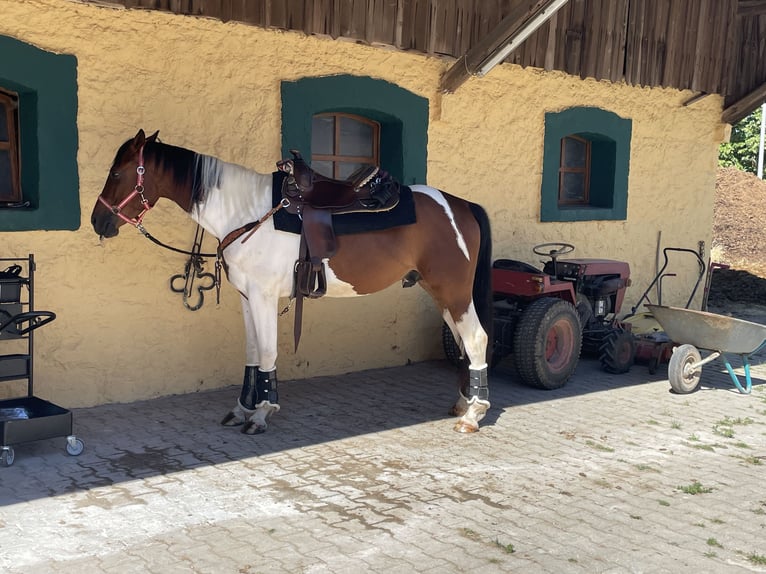 Koń małopolski Wałach 9 lat 155 cm Srokata in Deining