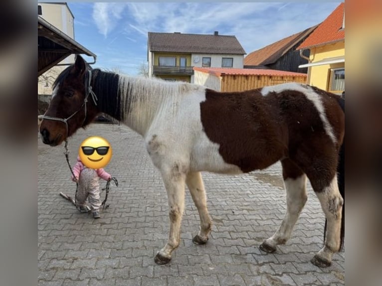 Koń małopolski Wałach 9 lat 155 cm Srokata in Deining