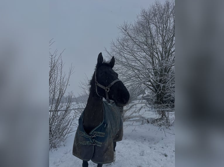 Koń meklemburski Klacz 10 lat 165 cm Kara in Sprockh&#xF6;vel