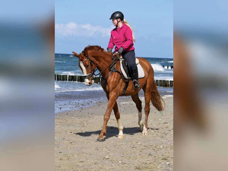 Koń meklemburski Klacz 10 lat 167 cm Kasztanowata in Satow