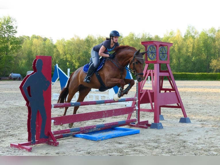 Koń meklemburski Klacz 10 lat 167 cm Kasztanowata in Kamen