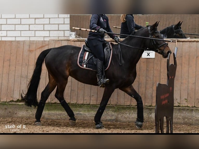 Koń meklemburski Klacz 11 lat 164 cm Ciemnogniada in Wermelskirchen