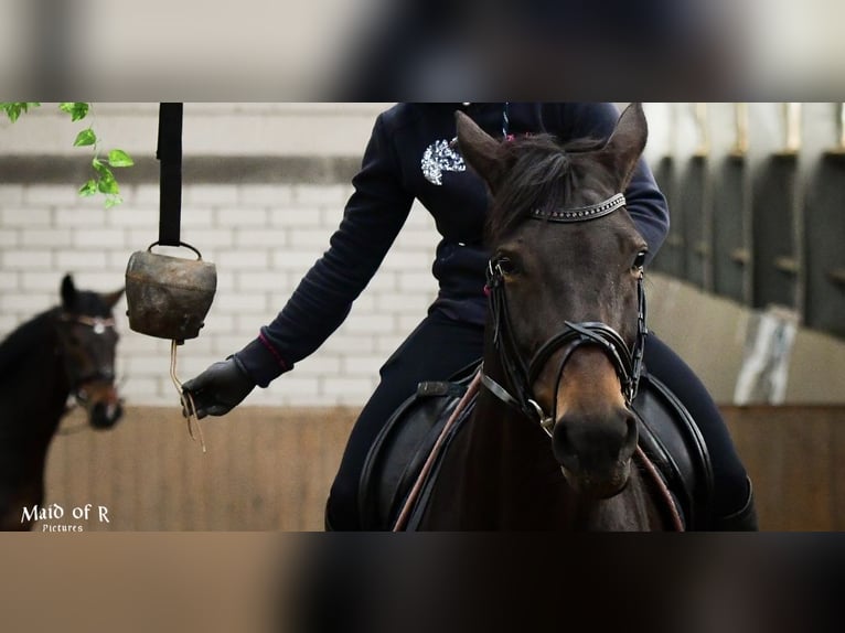 Koń meklemburski Klacz 11 lat 164 cm Ciemnogniada in Wermelskirchen