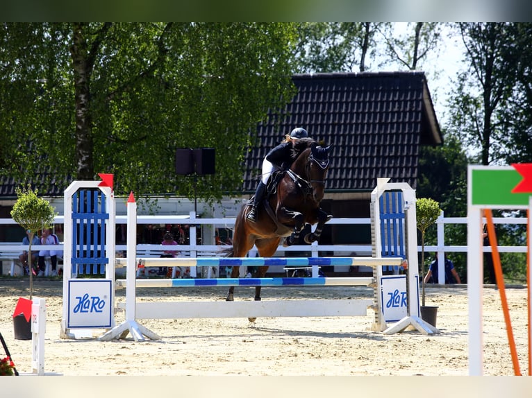 Koń meklemburski Klacz 11 lat 164 cm Ciemnogniada in Wermelskirchen