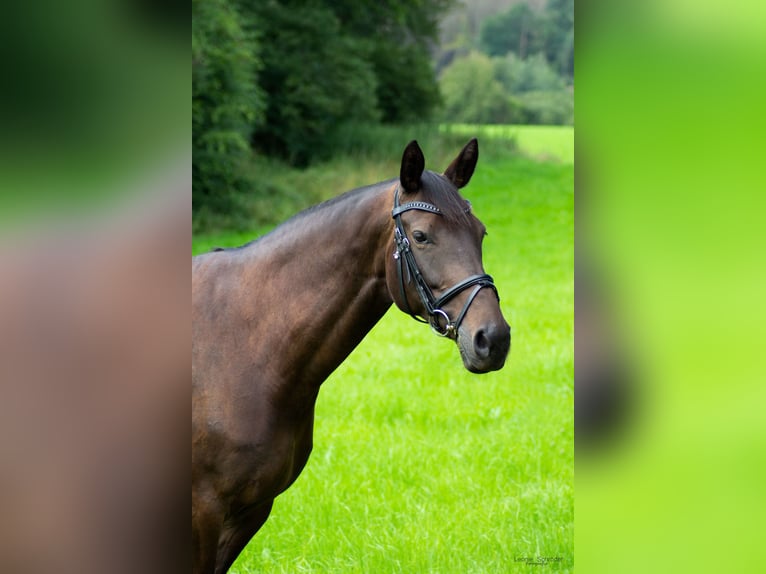 Koń meklemburski Klacz 11 lat 164 cm Ciemnogniada in Wermelskirchen