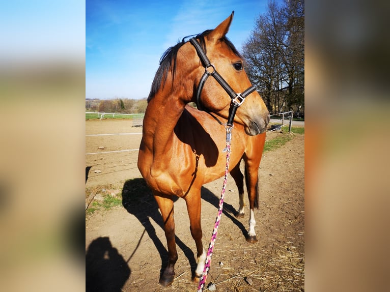 Koń meklemburski Klacz 11 lat 164 cm Jasnogniada in Gera