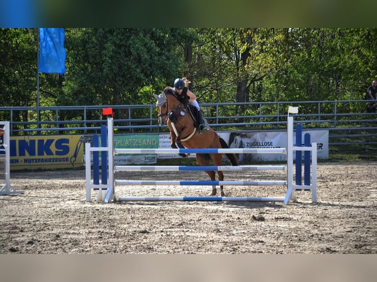 Koń meklemburski Klacz 11 lat 164 cm Jasnogniada in Gera