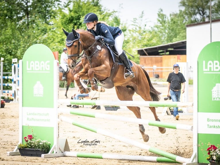 Koń meklemburski Klacz 11 lat 165 cm Kasztanowata in Backnang