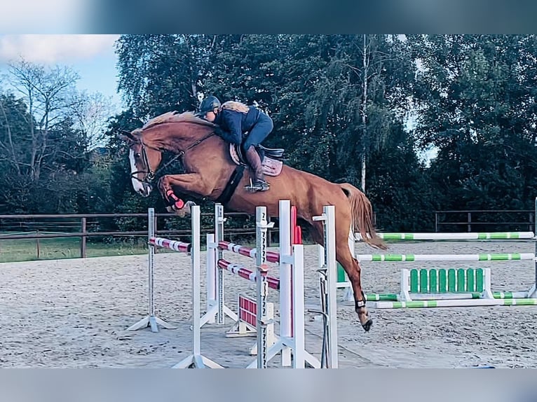 Koń meklemburski Klacz 11 lat 177 cm Kasztanowata in Bad Doberan