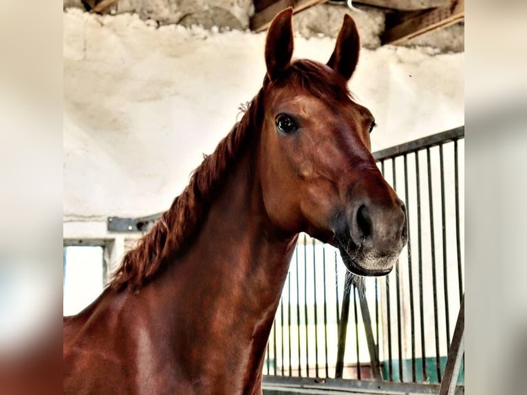 Koń meklemburski Klacz 12 lat 168 cm Kasztanowata in Barth