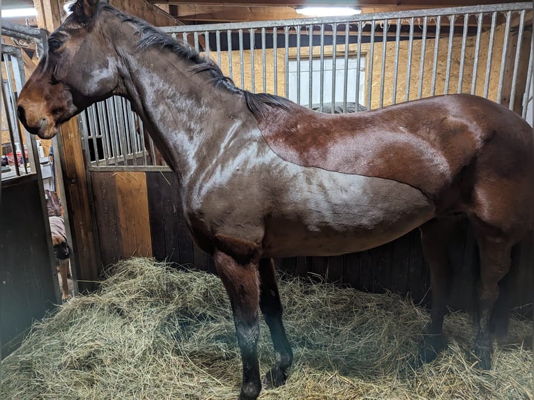 Koń meklemburski Klacz 12 lat 170 cm Gniada in Mallentin