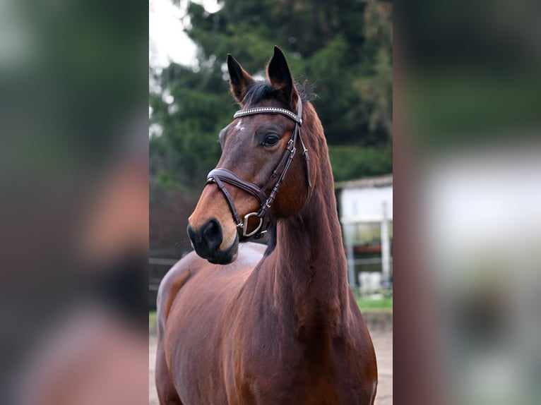 Koń meklemburski Klacz 12 lat 170 cm Gniada in Mallentin