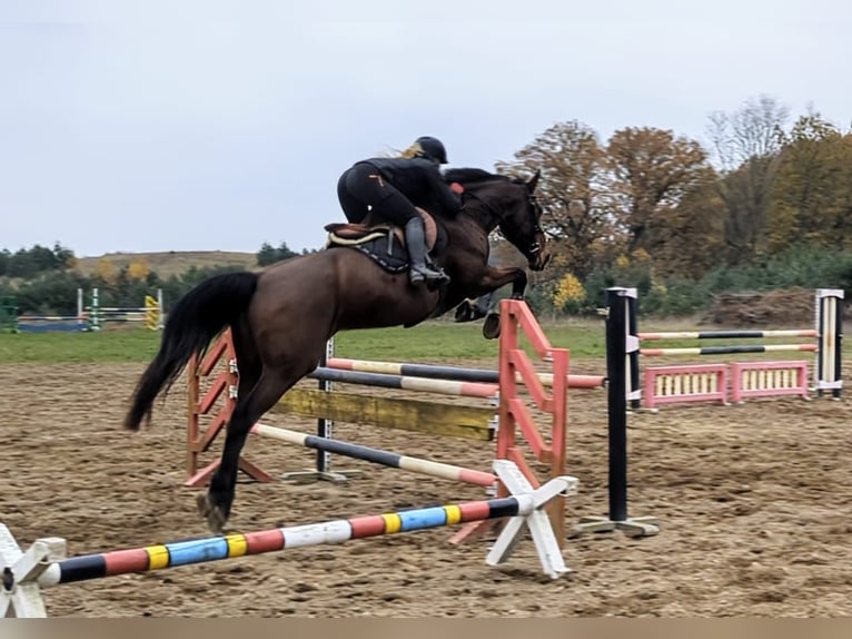 Koń meklemburski Klacz 12 lat 170 cm Gniada in Mallentin