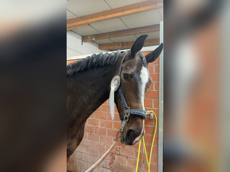 Koń meklemburski Klacz 12 lat 172 cm Ciemnogniada in Schenefeld