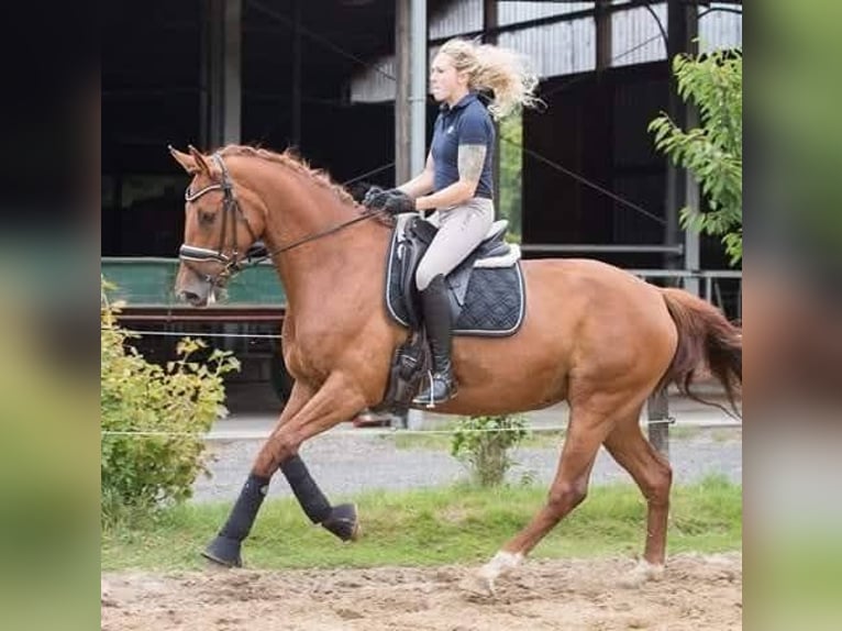 Koń meklemburski Klacz 13 lat 170 cm Kasztanowata in Hagen im Bremischen