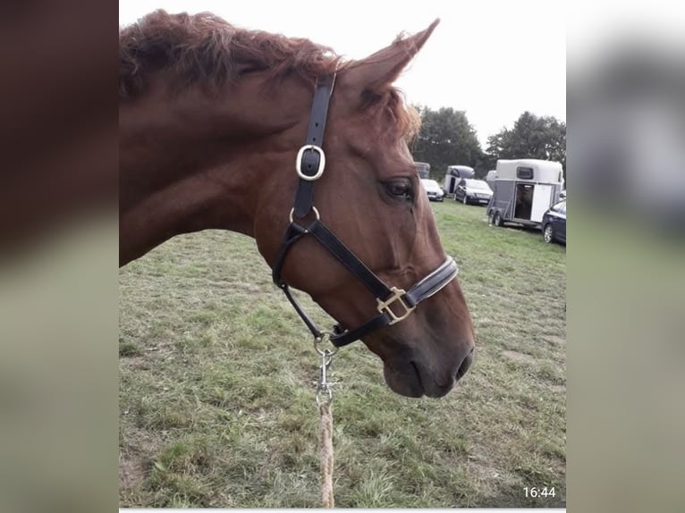 Koń meklemburski Klacz 13 lat 170 cm Kasztanowata in Hagen im Bremischen