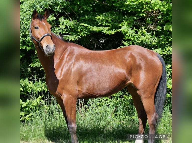 Koń meklemburski Klacz 13 lat 174 cm Ciemnogniada in Galenberg