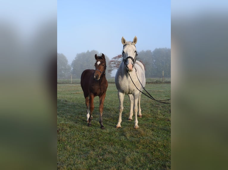 Koń meklemburski Klacz 14 lat 169 cm Siwa in Heiligengrabe