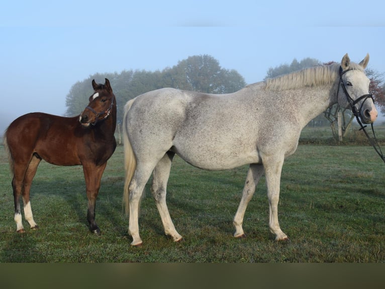 Koń meklemburski Klacz 14 lat 169 cm Siwa in Heiligengrabe