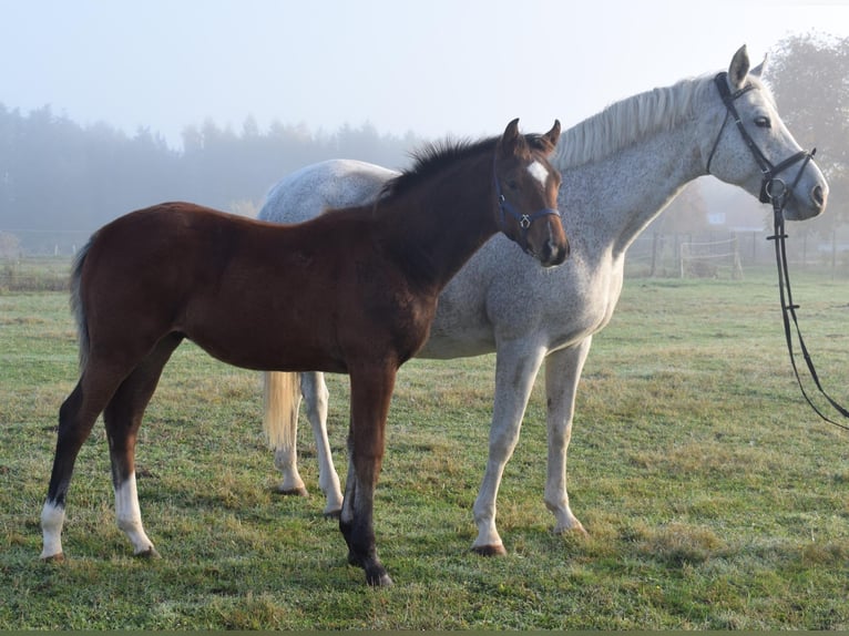 Koń meklemburski Klacz 14 lat 169 cm Siwa in Heiligengrabe