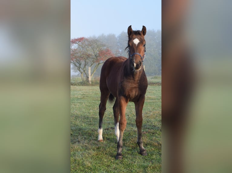 Koń meklemburski Klacz 14 lat 169 cm Siwa in Heiligengrabe