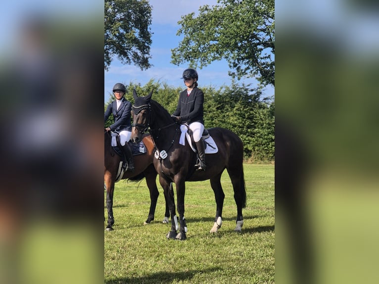 Koń meklemburski Klacz 14 lat 170 cm Ciemnogniada in Schönhorst