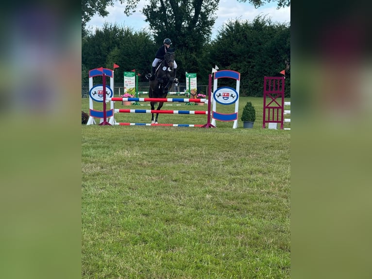 Koń meklemburski Klacz 14 lat 170 cm Ciemnogniada in Schönhorst